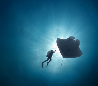 Duiker zwemt in de blauwe zee naast een enorme manta rog, met zonlicht dat door het water schijnt.