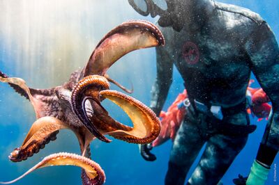 Duiker in wetsuit ontmoet een octopus onder water, dichtbij de camera.